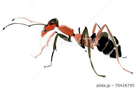 Handwork watercolor illustration of an insect ant. Isolated in white background 70426795