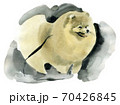 Watercolor illustration of dog Spitz in white background 70426845