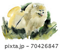 Watercolor illustration of dog Spitz in white background 70426847