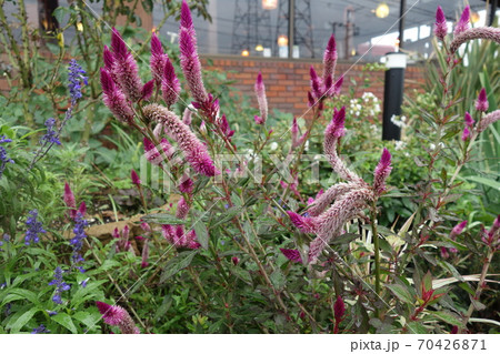 屋外に咲いた紫のケイトウの花 屋外に咲いた紫のケイトウの花 70426871