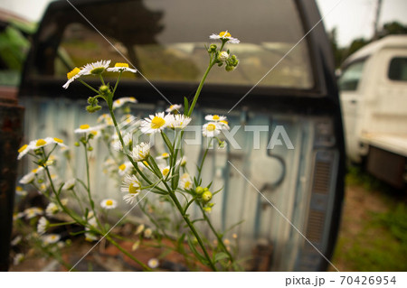 廃車と野の花 70426954