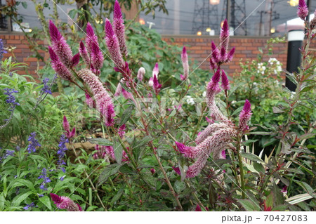 屋外に咲いた紫のケイトウの花 屋外に咲いた紫のケイトウの花 70427083