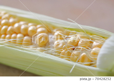 トウモロコシの害虫 アワノメイガの幼虫 の写真素材