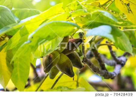 Manchurian walnut, lat. juglans mandshurica, ripe fruits on the tree Manchurian walnut, lat. juglans mandshurica, ripe fruits on the tree 70428439