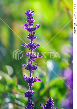 Blue Salvia farinacea flowers, or Mealy Cup Sage on green background, close-up. Blue Salvia farinacea flowers, or Mealy Cup Sage on green background, close-up. 70428444