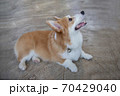 Happy Pembroke Welsh Corgi Dog 70429040