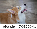 Happy Pembroke Welsh Corgi Dog 70429041