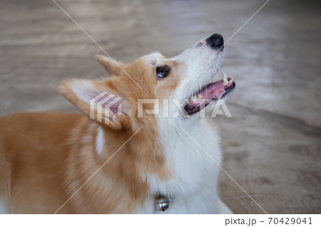 Happy Pembroke Welsh Corgi Dog 70429041