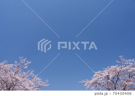 桜と青空　日本の四季　日本の美　背景素材 70430406