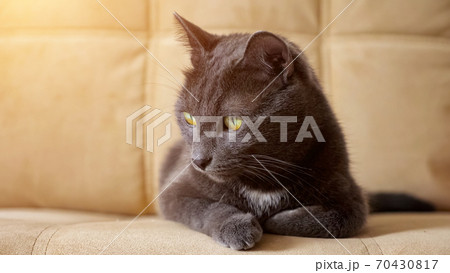 Close-up of a beautiful gray cat sitting on the edge of a beige sofa Close-up of a beautiful gray cat sitting on the edge of a beige sofa 70430817