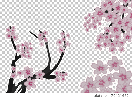 Cherry tree in full bloom Cherry tree in full bloom 70431682