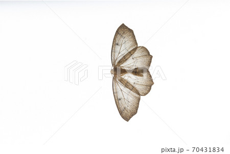 western hemlock looper moths western hemlock looper moths 70431834