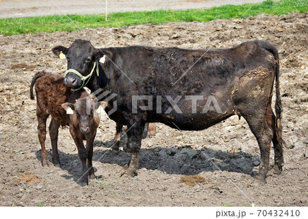 牛の親子 70432410