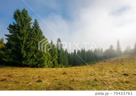 cold autumn morning. foggy weather scenery. spruce forest on the grassy meadow. nature magic concept 70433761