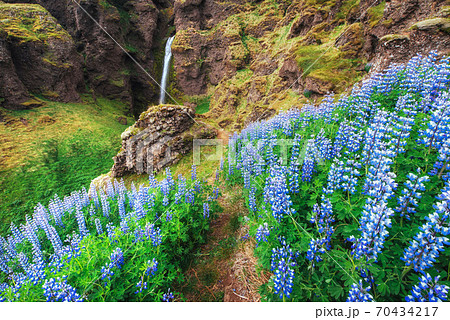 The picturesque landscapes of forests and mountains of Iceland. Wild blue lupine blooming in summer. The picturesque landscapes of forests and mountains of Iceland. Wild blue lupine blooming in summer. 70434217