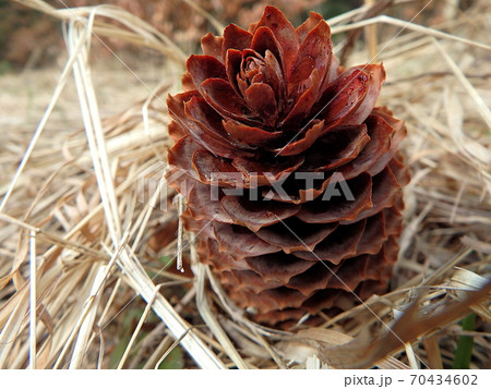spruce cones - background spruce cones - background 70434602