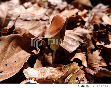 germinating seedlings beech leaf germinating seedlings beech leaf 70434635