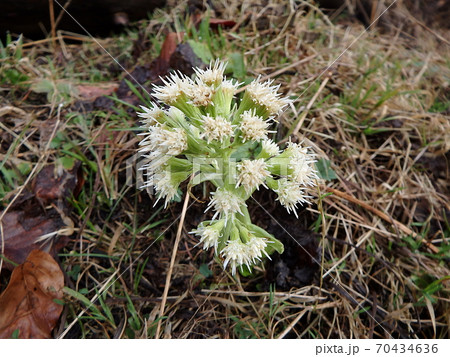 White Butterbur 70434636