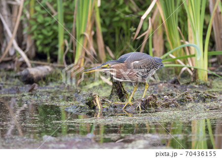 Green heron bird 70436155