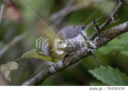 Bushtit eating Phantom Hemlock Looper moths 70436156