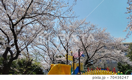 川崎市宮前区有馬 有馬つつじ公園 桜の名所 最寄り駅 田園都市線鷺沼駅 川崎市宮前区有馬 有馬つつじ公園 桜の名所 最寄り駅 田園都市線鷺沼駅 70436247
