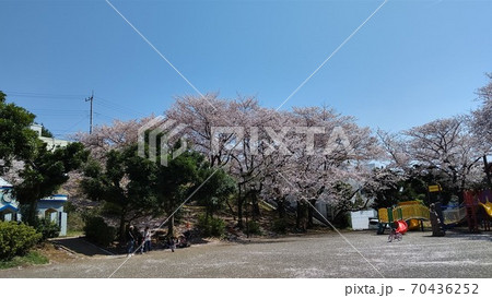 川崎市宮前区有馬　有馬つつじ公園　桜の名所　最寄り駅　田園都市線鷺沼駅 70436252