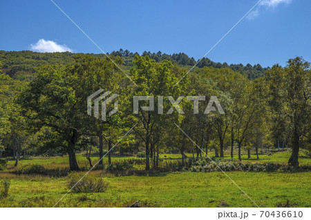 信州 長野県下高井郡木島平村 秋のカヤの平高原キャンプ場と牧場 信州 長野県下高井郡木島平村 秋のカヤの平高原キャンプ場と牧場 70436610