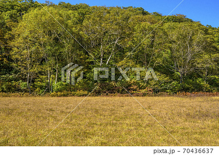 信州　長野県下高井郡木島平村　秋のカヤの平高原　北ドブ湿原 70436637