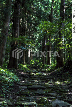 信州　長野県飯山市　小菅神社奥宮参道の杉並木 70437663