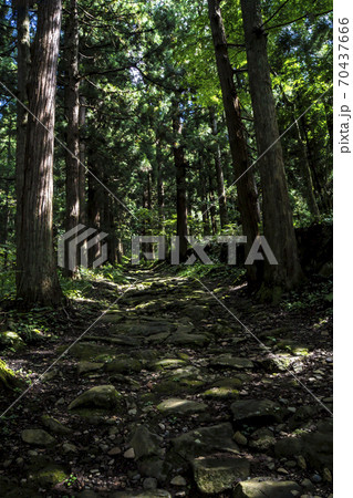 信州 長野県飯山市 小菅神社奥宮参道の杉並木 信州 長野県飯山市 小菅神社奥宮参道の杉並木 70437666