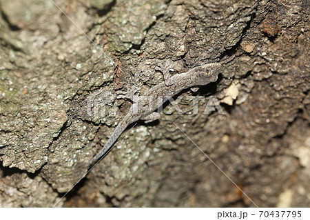 ヤモリ 70437795