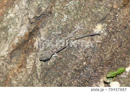 ヤモリ 70437887