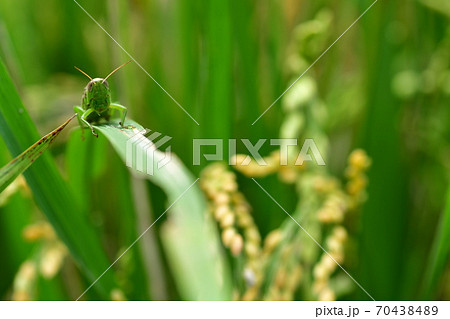 自然農法　田んぼ　鎌倉中央公園  70438489