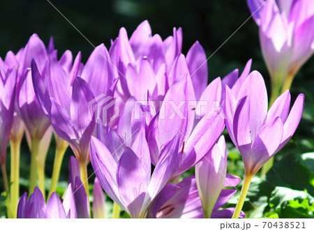 光輝くサフランの花 陽光浴びるサフランの花の写真素材