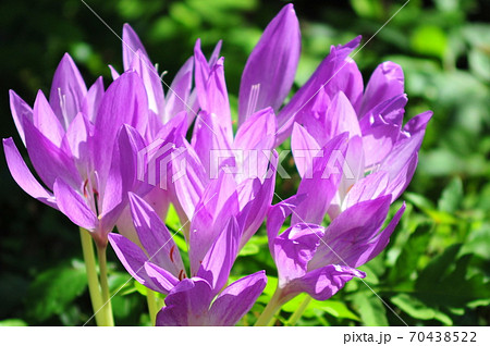 光輝くサフランの花 陽光浴びるサフランの花の写真素材