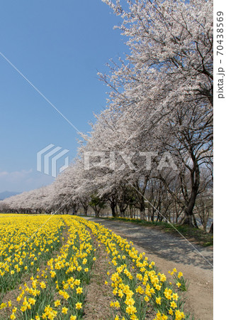 春の岩井親水公園 群馬県東吾妻町 春の岩井親水公園 群馬県東吾妻町 70438569