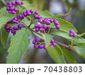コムラサキのクローズアップ 70438803