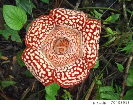 斑の珍種のラフレシア 斑の珍種のラフレシア 70438913