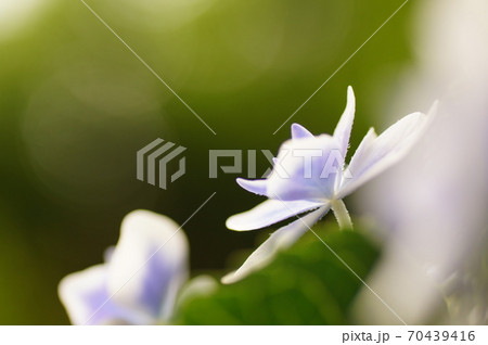 がくあじさいの花 70439416