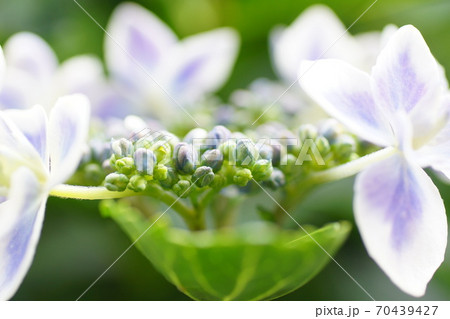 がくあじさいの花 がくあじさいの花 70439427