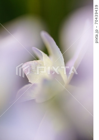 がくあじさいの花 がくあじさいの花 70439439