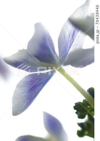 がくあじさいの花 がくあじさいの花 70439440