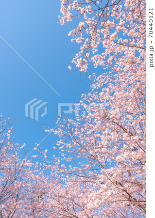 桜と青空（権現堂桜堤にて） 70440121