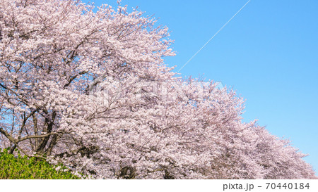 権現堂桜堤 権現堂桜堤 70440184