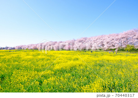 権現堂桜堤 権現堂桜堤 70440317