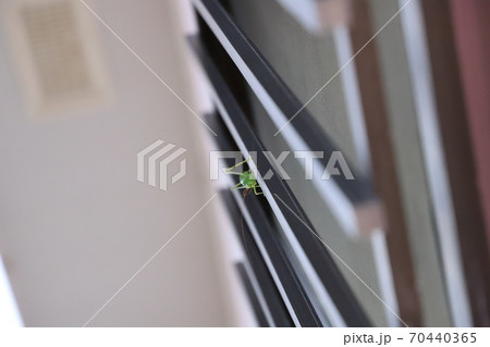 柵にとまっている虫 70440365