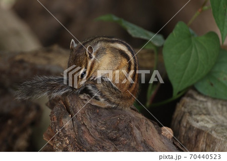 尻尾を毛づくろいするリス 尻尾を毛づくろいするリス 70440523