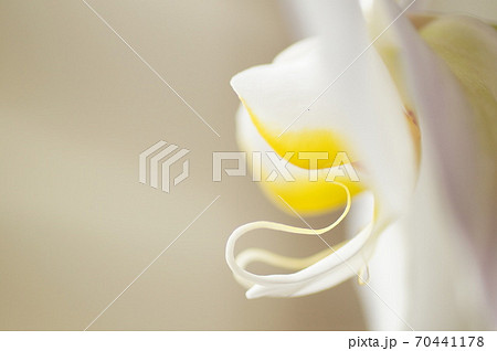 胡蝶蘭の花 70441178