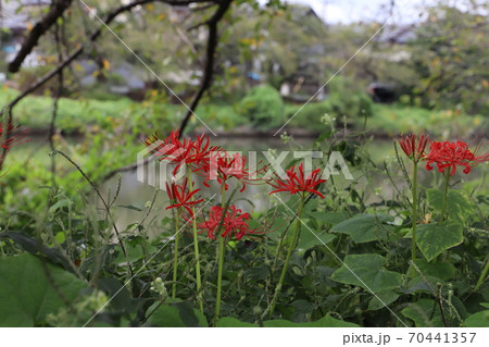 日本の元荒川河川敷公園に咲くヒガンバナの赤い花の写真素材