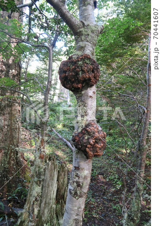 パン・デ・インディオに寄生されたパタゴニアの木 パン・デ・インディオに寄生されたパタゴニアの木 70441607